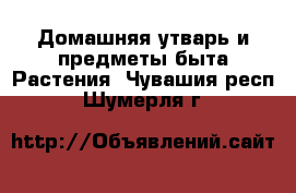 Домашняя утварь и предметы быта Растения. Чувашия респ.,Шумерля г.